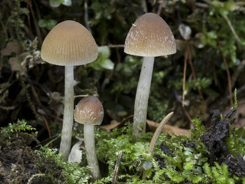 Psathyrella obtusata